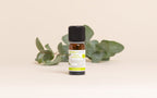 Blue Gum Eucalyptus Essential Oil Quality Newsletter