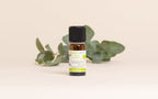 Blue Gum Eucalyptus Essential Oil Quality Newsletter - Image 3