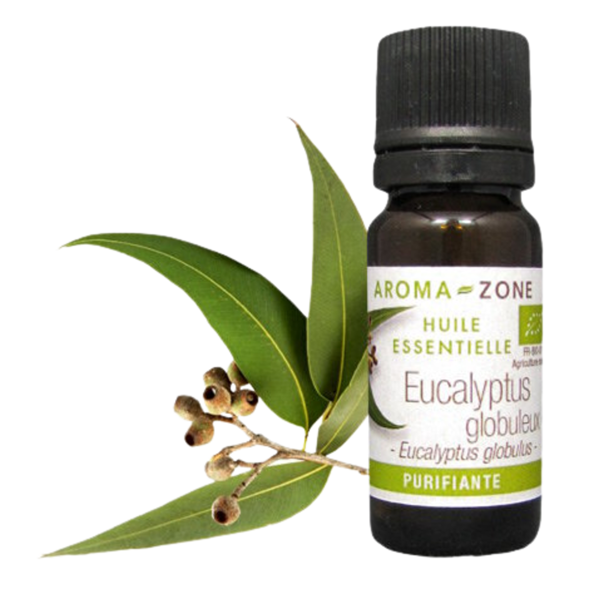 Blue Gum Eucalyptus Essential Oil Quality Newsletter - Image 2