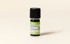 Helichrysum Italicum Essential Oil Quality Newsletter - Image 2